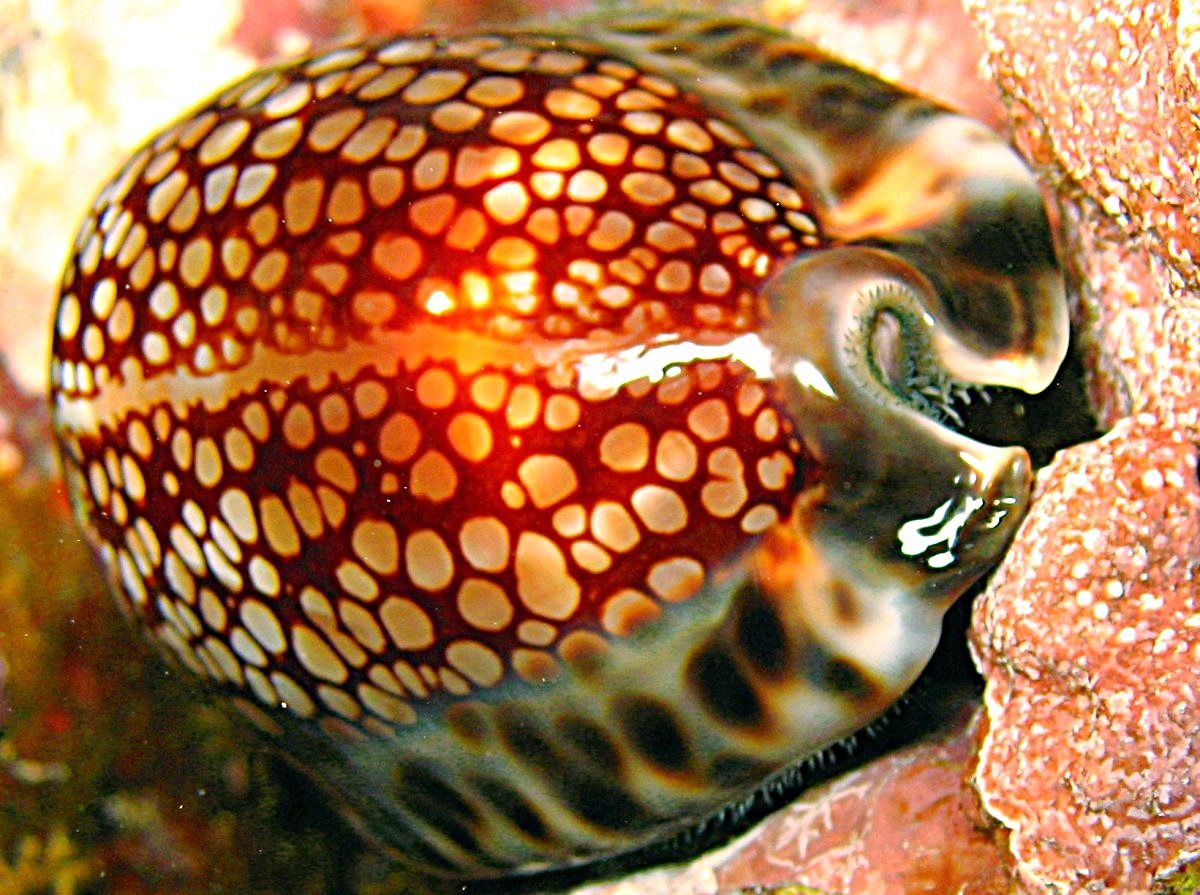 Cypraea maculifera